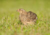 FLORA I FAUNA: Prepelica (Coturnix coturnix) – ptica 2019. godine. Apel za spas!