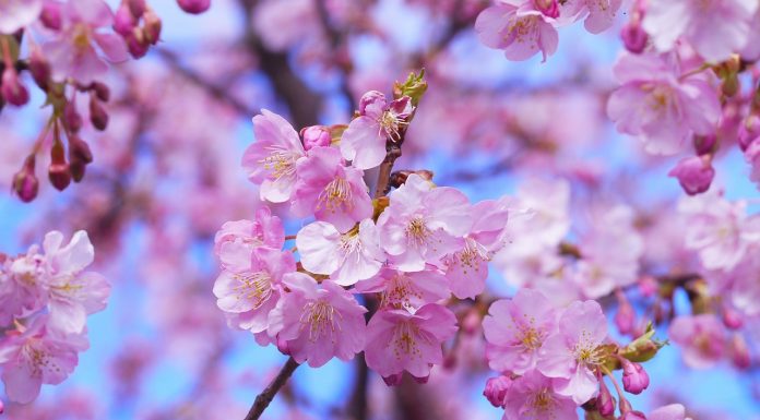 Uživajte uz travanj, mjesec HAIKU poezije, okušajte se i u pisanju haiku