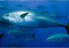 Tuna kraljica plave ribe – O održivom ribolovu i modelima zaštite tune uz Svjetski dan tune Plavorepa tuna
