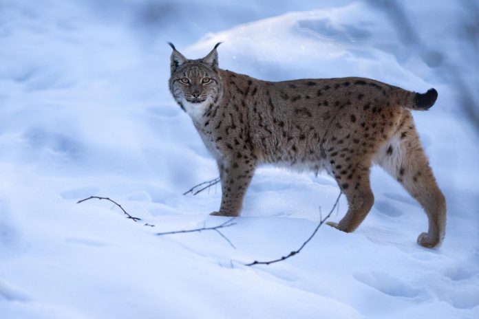 Euroazijski ris (Lynx)