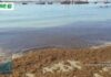 Invazivne azijske morske alge uništavaju plaže južne Španjolske
