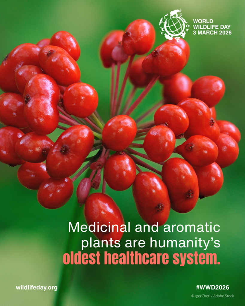 Svjetski dan divljih vrsta 2026.: Ljekovito i aromatično bilje: očuvanje zdravlja, baštine i sredstava za život