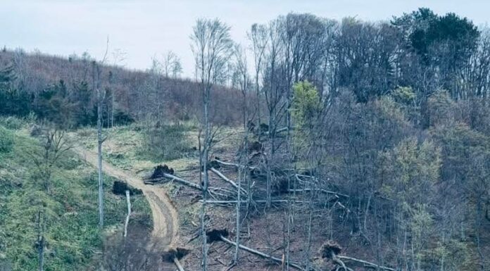 Klima! Stabla padaju u snoplju! Medvednica i Zagreb 2026. Tko je prvi odgovoran? Medvednica i Zagreb 2026. – oluja ostavila porušena stabla.